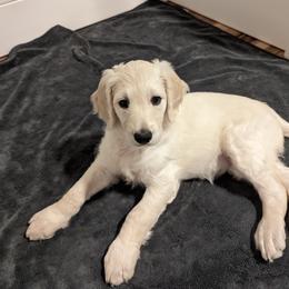 Gnocchi - Cream Goldendoodle puppy in Stella, North Carolina from Jes & Matt's Goldendoodles