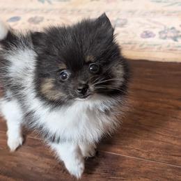 Little Sarah - Tri-colored female Pomeranian puppy in Danielsville, Georgia from PassionatePomPoms