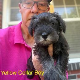 Yellow Collar Boy - Salt and pepper male Miniature Schnauzer puppy in Kansas City, Kansas from Daniel Morlan
