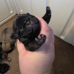 Baby Girl - Black female Pug puppy in Rutherfordton, North Carolina from Sweetie Pie Pugs