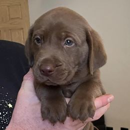 Labrador Retrievers from Desert Jewel Pointing Labradors