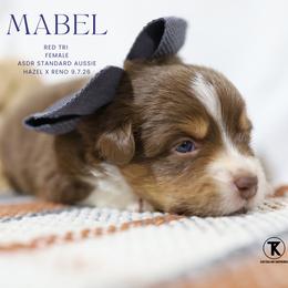 Mabel - Red Tri Female - Red tri-color female Australian Shepherd puppy in Nacogdoches, Texas from TK Standard, Mini, & Toy Aussies