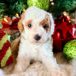 Jolly - Green Boy - Parti male Goldendoodle puppy in Philadelphia, Mississippi from Oakie Doodles