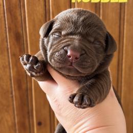 Rubble - Chocolate male Labrador Retriever puppy in Tomahawk, Wisconsin from Mahner Labs