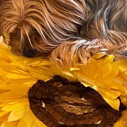 Yorkshire Terriers from Alegria's Yorkies