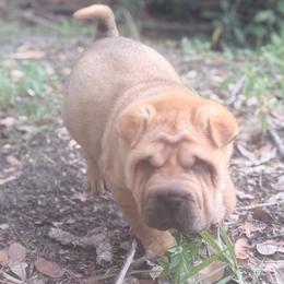 Palm - Fawn male Chinese Shar-Pei puppy in Lehigh Acres, Florida from Florida Wrinkles