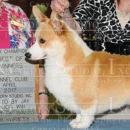 French Bulldogs and Pembroke Welsh Corgis from Genuwin