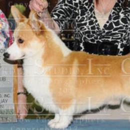 French Bulldogs and Pembroke Welsh Corgis from Genuwin