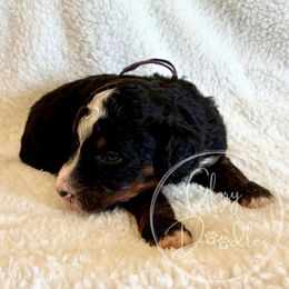 Hazelnut (Purple) - Tri-color female Bernedoodle puppy in Rockwall, Texas from Glory Doodles