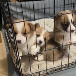 Pembroke Welsh Corgi Puppies from Feathers & Ferals Farm