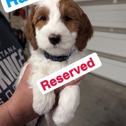 1st pick male reserved - Parti male Goldendoodle puppy in Sioux Falls, South Dakota from Dolly's Doodles
