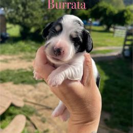 Burrata - Piebald female Dachshund puppy in Rogue River, Oregon from Bear Feet Dachshunds