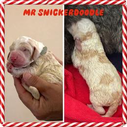 Mr. Snickerdoodle - Parti male Goldendoodle puppy in Millersville, Pennsylvania from Love at First Doodle