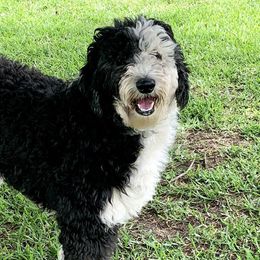 Aussiedoodles and Sheepadoodles from Hey, Dood!