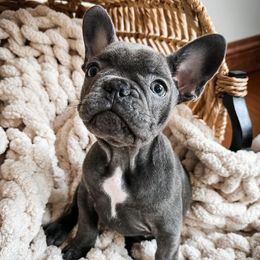 French Bulldogs from Frenchie Falls, LLC