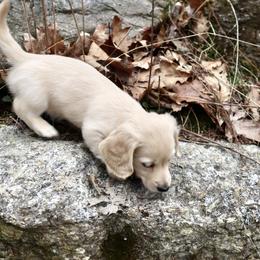 Dachshund Puppies from Bald Mountain Dachshunds