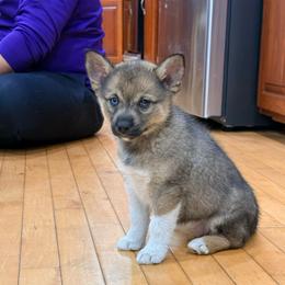 Flora - Wolf sable female Pomsky puppy in Doon, Iowa from Luxury Pomsky