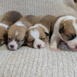 Girl 2 - White and red female Pembroke Welsh Corgi puppy in Milton, Florida from Milton Corgis ~ Azealia Acres