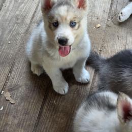 Girl 2 - Gray and white female Siberian Husky puppy in Elgin, Texas from Hudson Husky