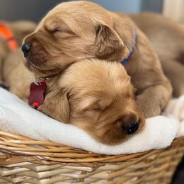 Boy 4 - Golden male Golden Retriever puppy in Albany, Georgia from Sassafras Goldens