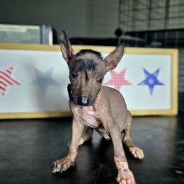 Girl 1 - Black female Xoloitzcuintli puppy in Myakka, Florida from Experience The Wild