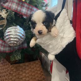 Goose - Black tri male Toy Australian Shepherd puppy in Puryear, Tennessee from A&W Toy Aussies
