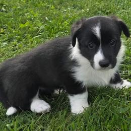 Ariel - Brindle and white female Cardigan Welsh Corgi puppy in Larsen, Wisconsin from Pondside Kennels