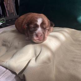 O'Neill - male Sporty Mix puppy in Richland, Michigan from Seay's Sporty Mixes