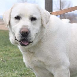 Bernese Mountain Dogs and Labrador Retrievers from misty ridge kennels