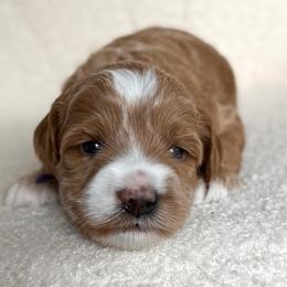 Cupcake - Caramel female Australian Labradoodle puppy in Auburn, Washington from West Valley Labradoodles