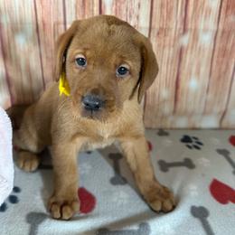 Yellow ribbon female - Yellow female Labrador Retriever puppy in Newmanstown, Pennsylvania from Retrievers of Millbach