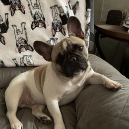 Rubi - French Bulldog