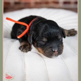 Beard - Black and tan male Cockapoo puppy in Connersville, Indiana from Deaz Doodle Ranch