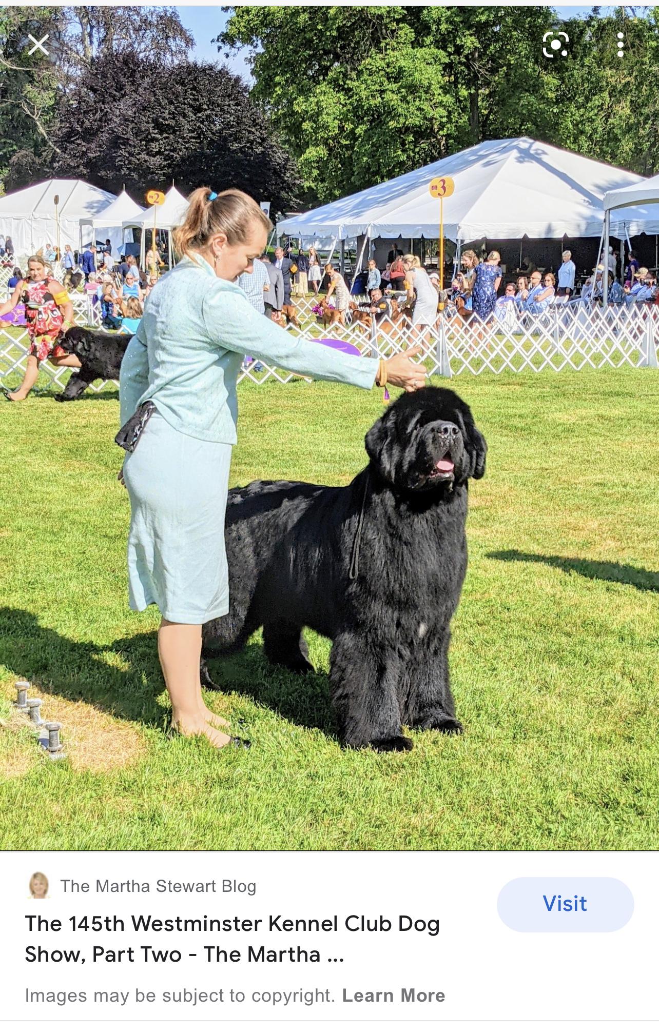 EvenKeel Newfoundlands in Colorado Newfoundland puppies Good Dog