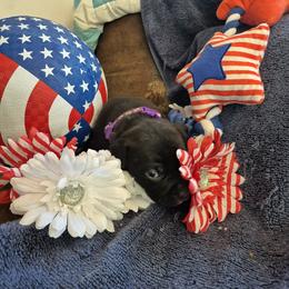 Girl 1 - Black female American Staffordshire Terrier puppy in Manton, Michigan from Freedom Amstaffs Legacies