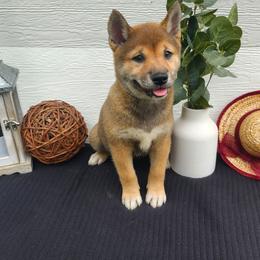 Mia - Sesame female Shiba Inu puppy in Illinois from Precious-Puppies