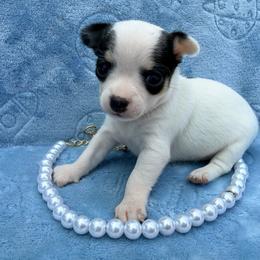 Anna (runt) charting at 3 pound grown - Black and white female Chihuahua puppy in Seneca, Missouri from Stephanie’s Puppy Colony