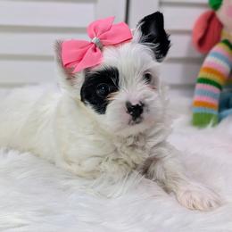 Pearl - Parti female Yorkshire Terrier puppy in Austin, Texas from Rhine Valley Yorkies
