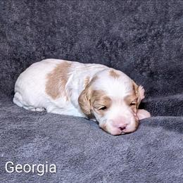 Georgia - Red and white female Cockapoo puppy in Sunset, Louisiana from Cano Cockapoos