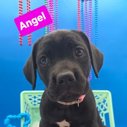 Angel - Black female Cane Corso puppy in Princeton, Minnesota from God Of War Cane Corso