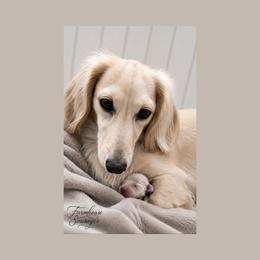 Yuki - Dachshund