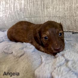 Angela - Chocolate and tan female Dachshund puppy in Aiken, South Carolina from State Eight Dachshunds