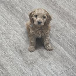 Cavapoo Puppies from Jet Cavapoos