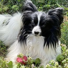 Zeke - Papillon