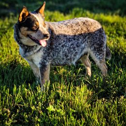 Annie - Blue mottled female Australian Cattle Dog puppy in Spokane, Washington from 4D Cattle Dogs