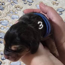 3 Blue collar - Black and brown male Basset Hound puppy in Moore, Oklahoma from Boomer Basset Hound Babies