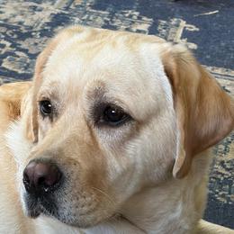 Halo - Labrador Retriever