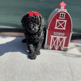 Poodle Puppies from Sakura Poodles