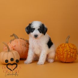 Dasher - Tri-color male Labradoodle puppy in Travelers Rest, South Carolina from Doodles of Love Labradoodles