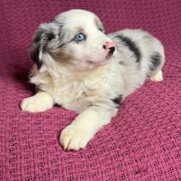 Blue Merle Male - Blue merle male Miniature Australian Shepherd puppy in Taunton, Massachusetts from Checkered Flag Champions Mini Aussies